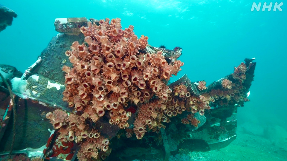 Beberapa lembaran logam kini menjadi tempat hidup askidia laut.