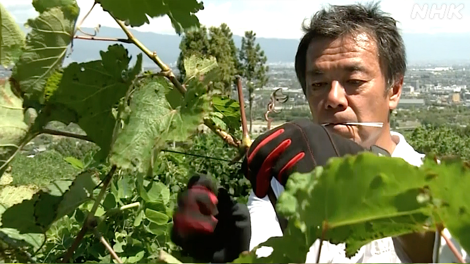 Shibutani Hideo, pemilik Domaine Hide