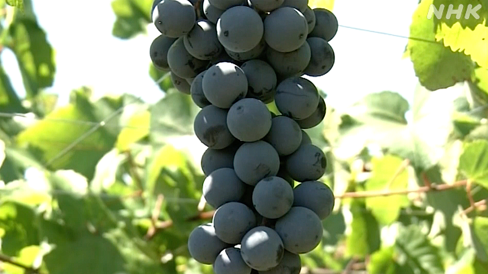 Muscat Bailey A adalah varietas anggur asli Jepang yang digunakan untuk wine merah.