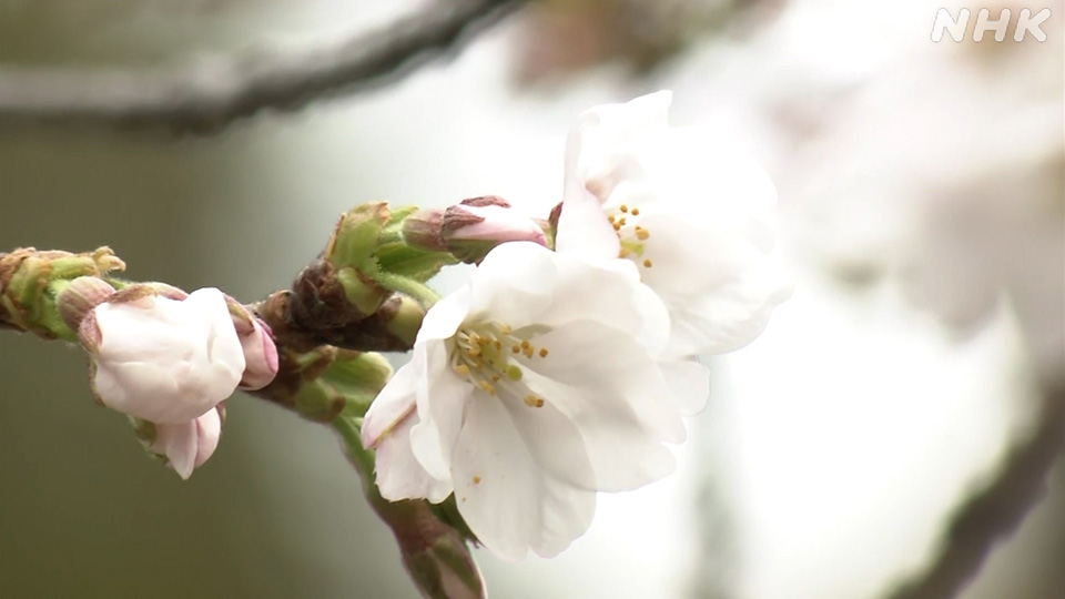 Awal musim bunga sakura di Tokyo diumumkan pada 19 Maret setelah pohon patokan di Kuil Yasukuni diperiksa.