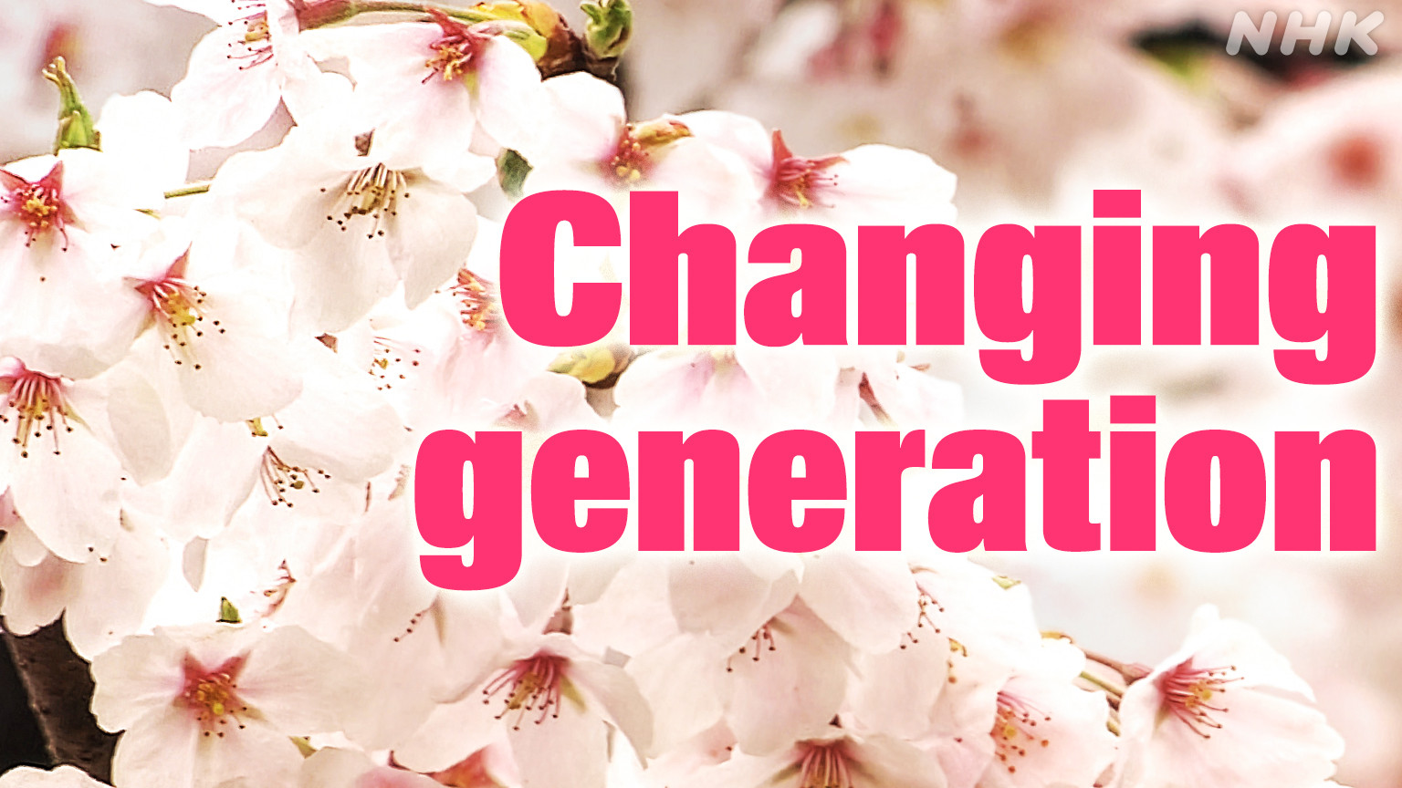 Musim Bunga Sakura Dimulai di Jepang, Pohon Patokan Mulai Menurun