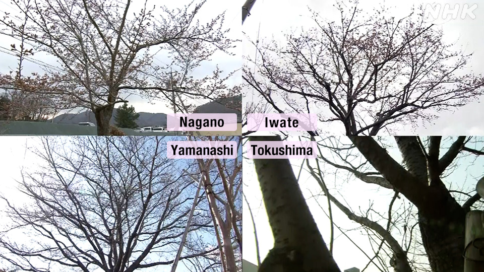 Pohon patokan bunga sakura di seluruh Jepang