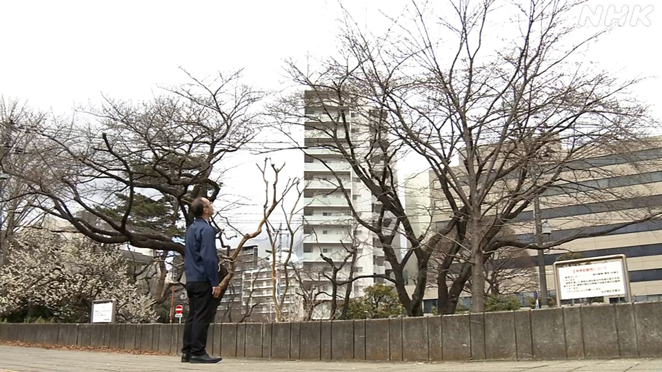 Hatakeyama Takahiro berdiri di depan pohon sakura patokan baru Kota Sendai.