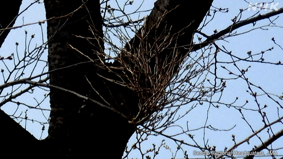 Mantan pohon sakura acuan Kota Sendai terdampak penyakit sapu penyihir.