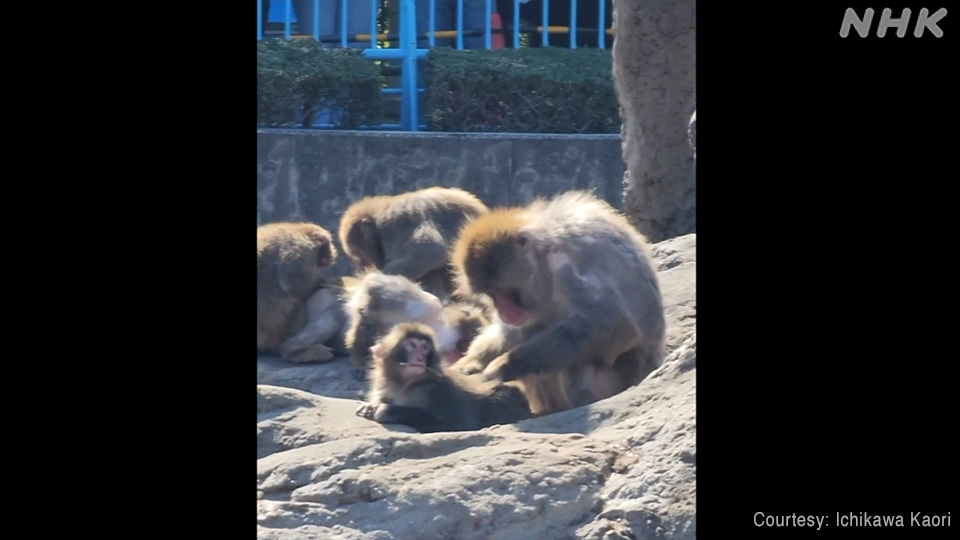Punch tampak berusaha menyesuaikan diri dengan monyet-monyet lain.
