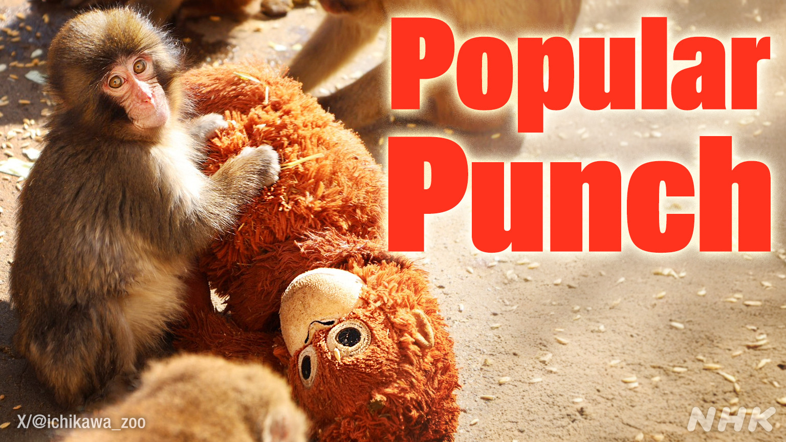 Punch, Monyet Kesepian yang Memikat Pengunjung di Ichikawa