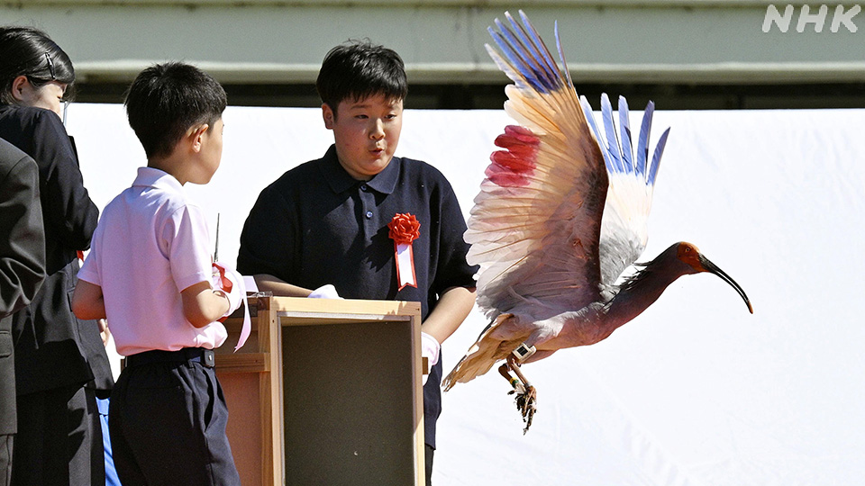 Burung Ibis Berjambul Kembali ke Alam Honshu setelah Setengah Abad - visual artikel
