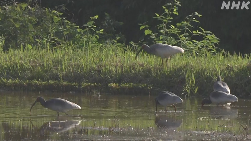 Seekor burung ibis jambul di persawahan Sado.