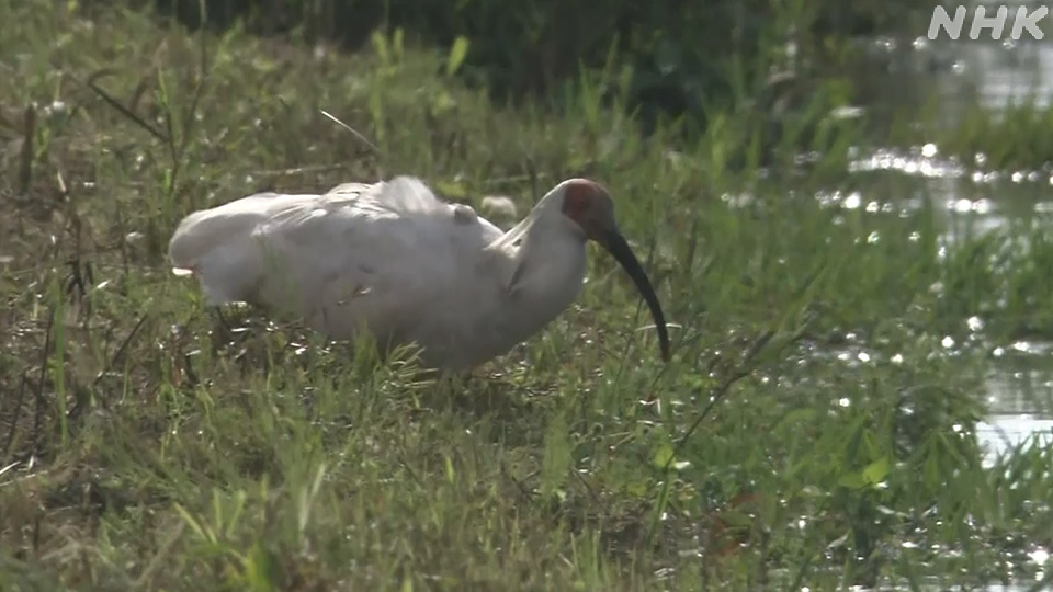 Burung Ibis Berjambul Kembali ke Alam Honshu setelah Setengah Abad - visual artikel
