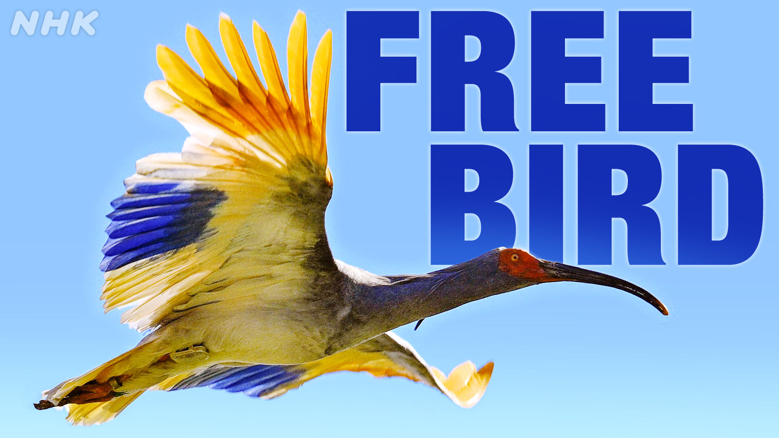Pelepasan burung ibis berjambul Jepang ke alam liar di Prefektur Ishikawa.
