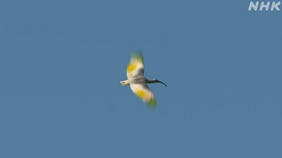 Burung Ibis Berjambul Kembali ke Alam Honshu setelah Setengah Abad - visual artikel