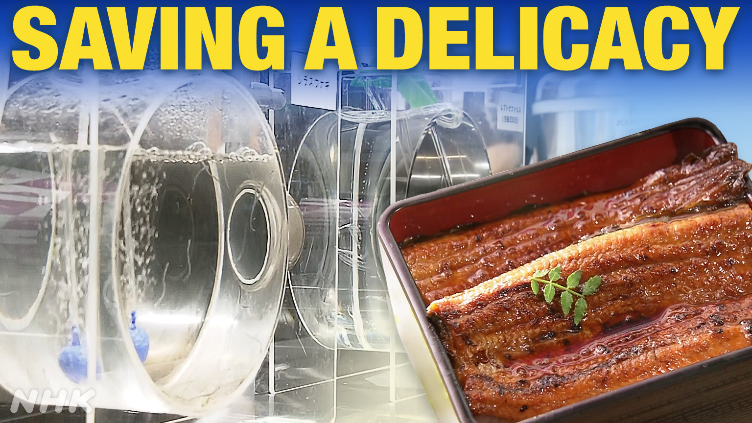 Sajian unagi panggang khas Jepang hasil budidaya penuh pertama di dunia yang mulai dijual secara komersial.