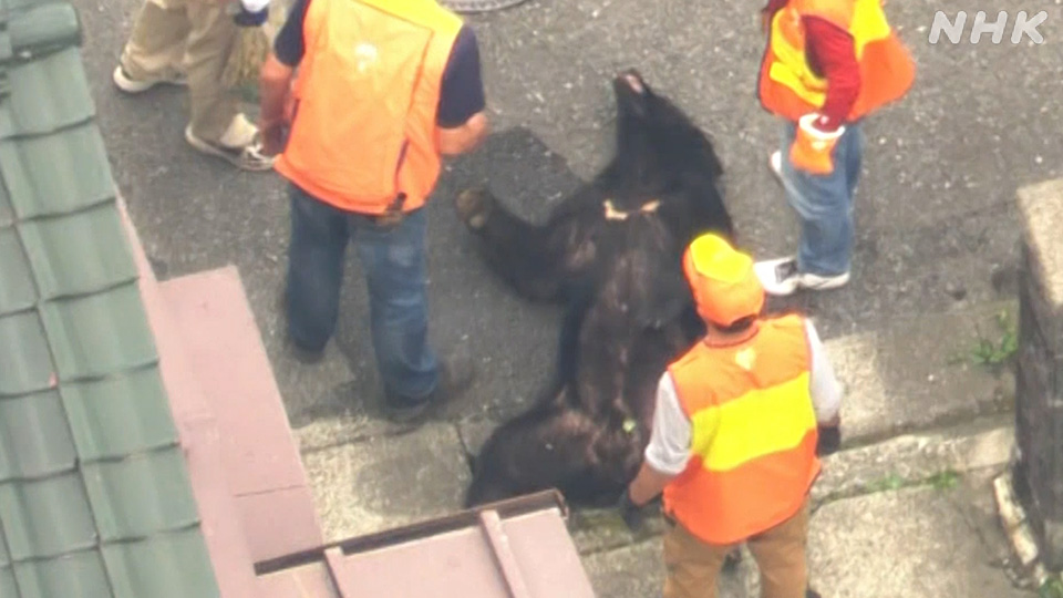 Petugas di Utsunomiya membius seekor beruang pada 9 Juni.