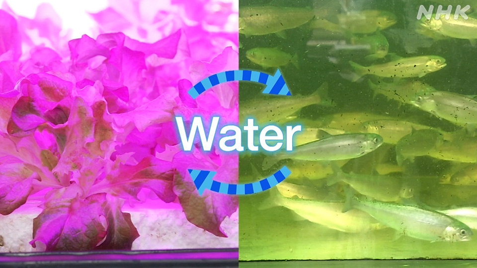 Daun menyerap nutrisi dan mengalirkan kembali air yang telah dimurnikan ke dalam tangki ikan.