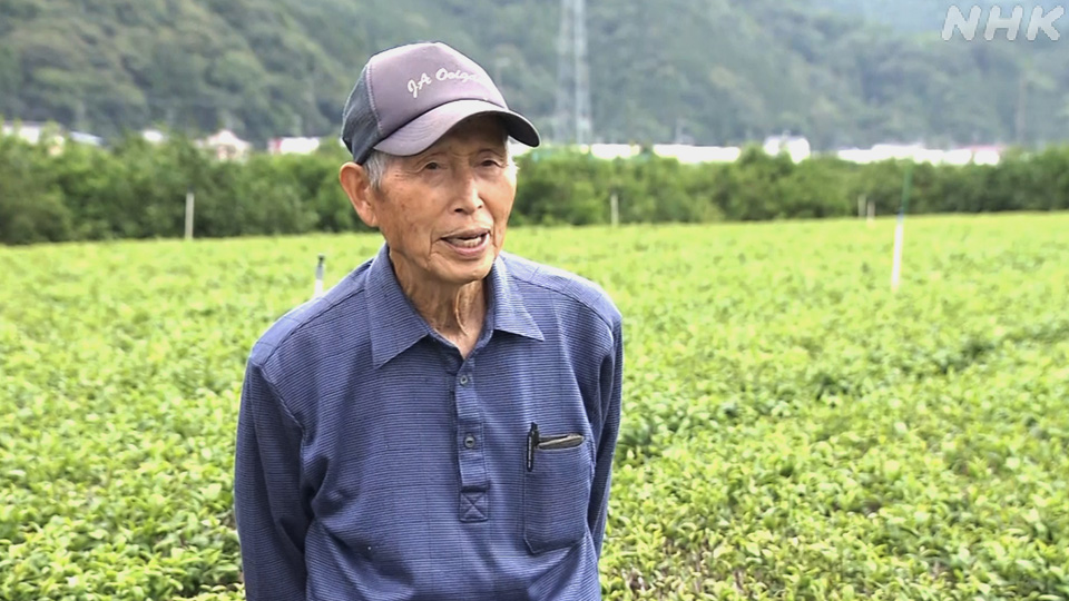 Petani Saito Katsuo menanam teh di Prefektur Shizuoka.