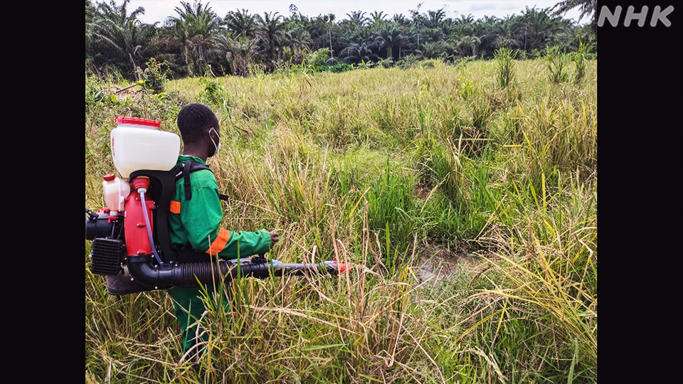 Seorang pekerja di Ghana menyemprotkan larvisida ke air pada 2024.