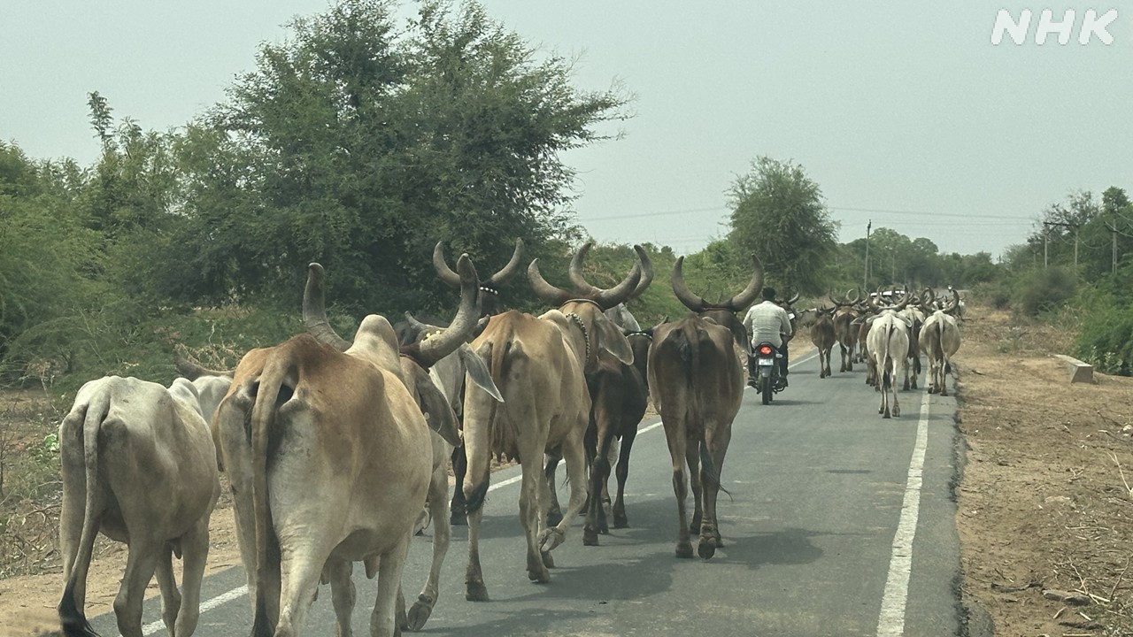 Dari Kandang ke Jalan Raya: Suzuki Ubah Kotoran Sapi India Jadi Biofuel - visual artikel