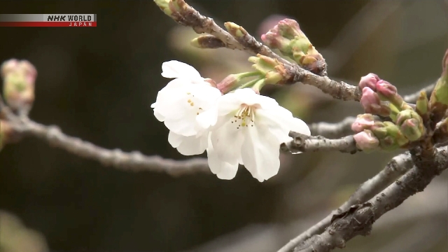 Bunga sakura varietas Somei-yoshino yang mulai mekar di Tokyo pada musim semi