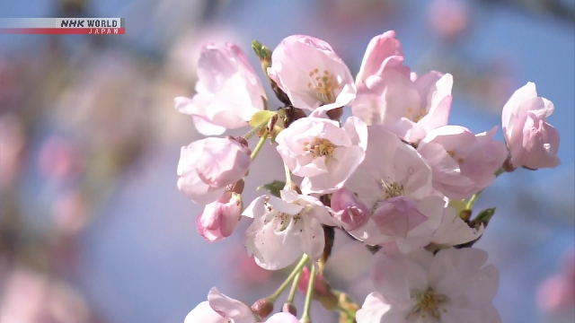 Pengunjung berjalan di Jalan Inui di Istana Kekaisaran Tokyo di antara deretan pohon sakura yang mulai mekar