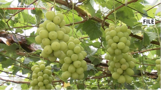 Jepang Akan Perketat Aturan Ekspor Varietas Tanaman yang Dikembangkan di dalam Negeri