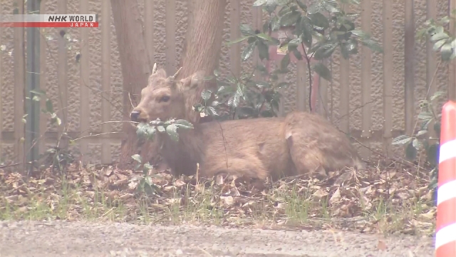 Rusa Liar Tertangkap di Osaka