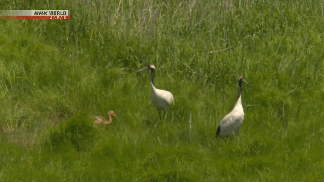Bangau Mahkota Merah Dikeluarkan dari Kelompok Spesies Terancam Punah dalam Daftar Merah Jepang