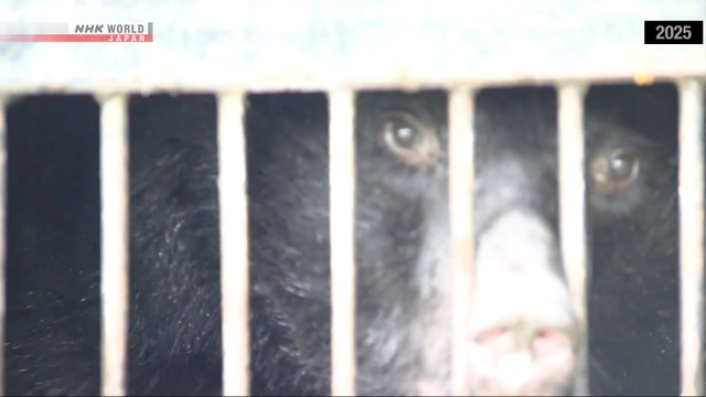 Pemerintah Jepang Menetapkan Peta Jalan Pengendalian Beruang hingga Fiskal 2030