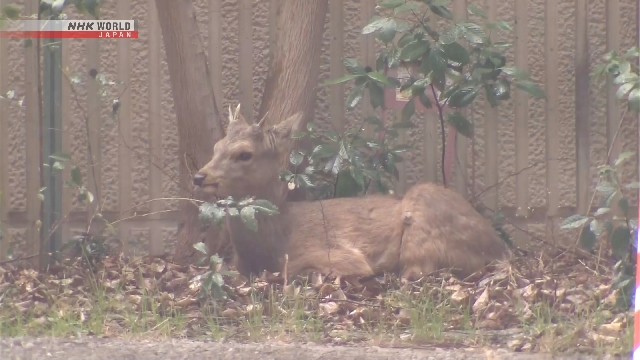 Rusa yang Tersesat di Osaka Akhirnya Menemukan Rumah di Tempat Perkemahan
