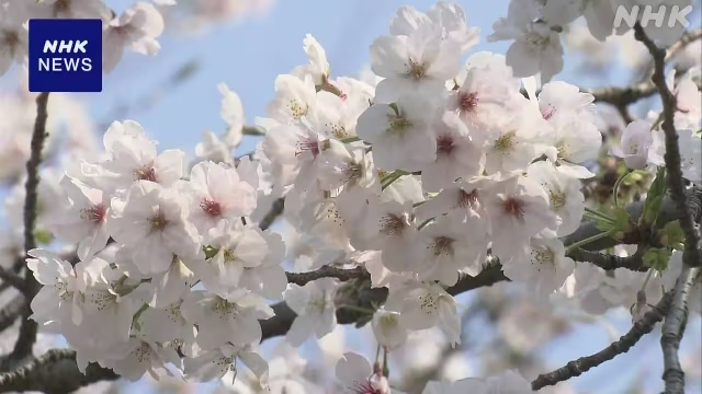 Bunga sakura Somei-yoshino yang sedang mekar sempurna dengan latar belakang langit cerah di Tokyo.