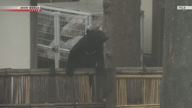 Menteri Lingkungan Jepang Peringatkan Peningkatan Penampakan Beruang di Musim Semi