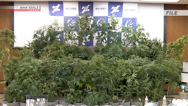 Ilustrasi terkait ganja di Jepang.