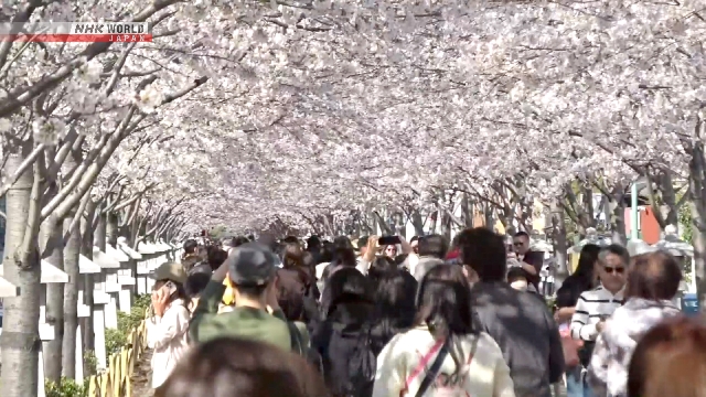 Ikon Kamakura Semarak Merah Muda Saat Musim Sakura