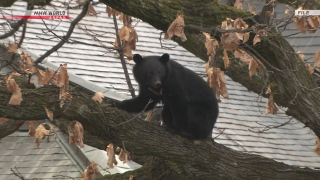 Korban Serangan Beruang di Jepang Capai Rekor Tertinggi pada Tahun Fiskal 2025