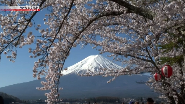 Bunga Sakura di Danau Kawaguchi Dekat Gunung Fuji Capai Puncak Mekar