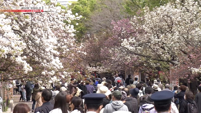 Acara Melihat Bunga Sakura Dimulai di Japan Mint Osaka