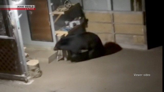 Beruang Masuk Pekarangan Rumah di Morioka, Jepang Timur Laut