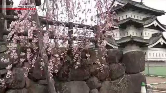 Pohon Sakura Mekar Lebih Awal di Hirosaki, Jepang Utara