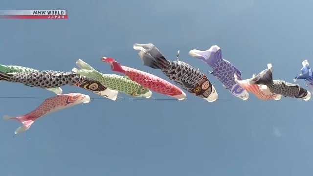 Sekitar 100 Koinobori Warnai Langit di Kota Kudoyama, Wakayama