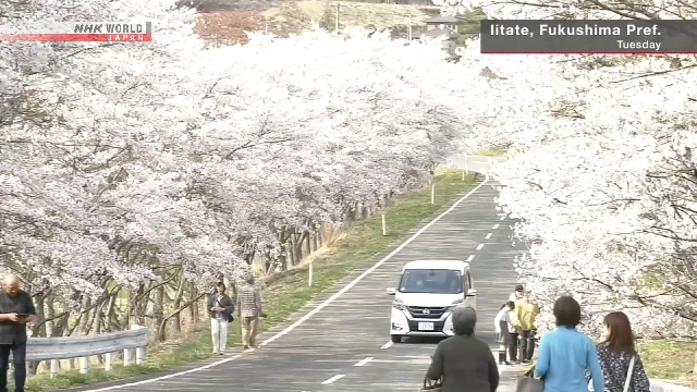 Pohon Sakura Simbol Rekonstruksi Mekar Penuh di Fukushima