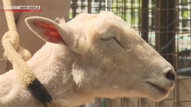 Domba Hiyori di Prefektur Mie Mendapat Cukuran Bulu Jelang Musim Panas