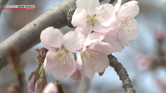 Bunga sakura yang mulai bermekaran pada ranting pohon di salah satu kota di Hokkaido.