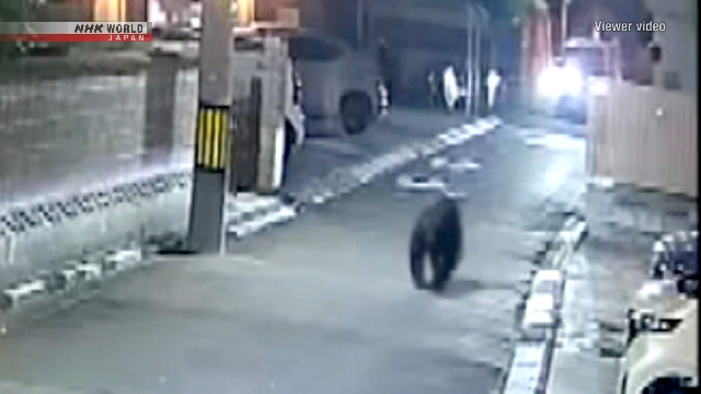 Ilustrasi penampakan beruang liar di kawasan pemukiman warga Kota Sendai, Jepang.