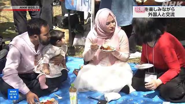 Suasana acara hanami dan pertukaran internasional di bawah pohon sakura yang mekar di Kota Morioka, Prefektur Iwate.