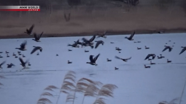 Kawanan angsa dahi-putih besar terbang dari Danau Miyajima-numa di Hokkaido saat migrasi musim semi.