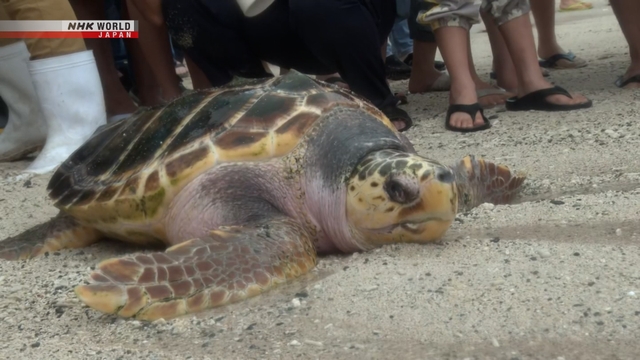 Pelepasan Penyu Tempayan ke Habitat Alami di Amami, Jepang