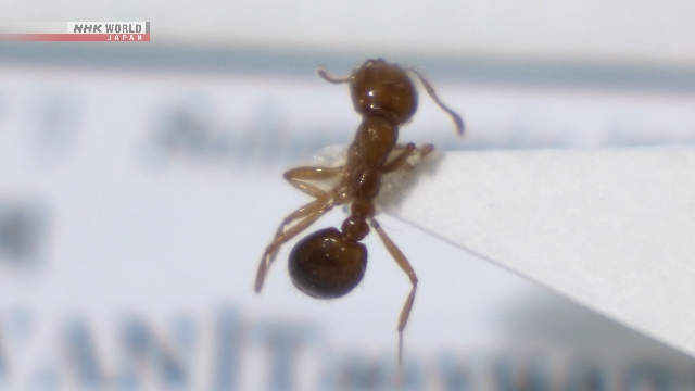 Ilustrasi semut api berbisa yang menjadi spesies asing invasif dan ditemukan di pelabuhan Jepang.