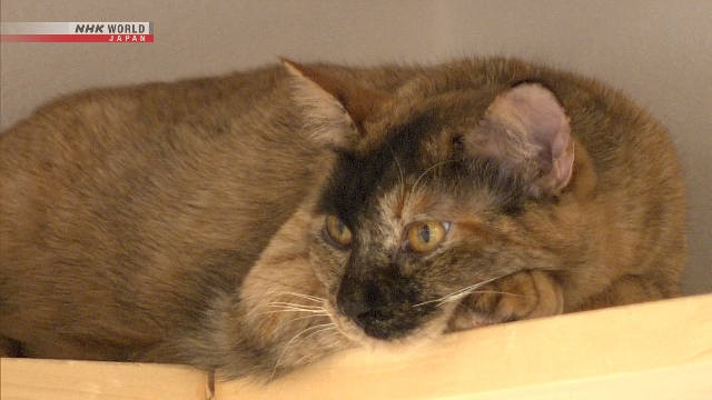 Seekor kucing peliharaan sedang bersantai, mewakili harapan baru bagi kesehatan kucing melalui pengobatan ginjal terbaru.