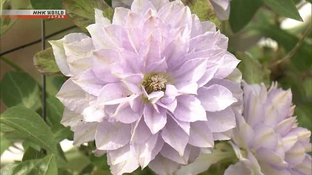 Bunga clematis cantik yang sedang mekar sempurna di Kebun Botani Tsukuba, Ibaraki.