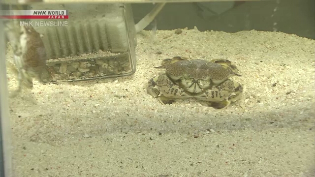 Peneliti: Kepiting Mulai Berjalan Miring sejak 200 Juta Tahun Lalu