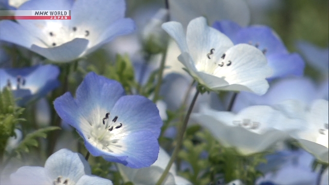Pemandangan hamparan bunga nemophila biru yang menutupi lereng bukit di Mother Farm, Chiba.